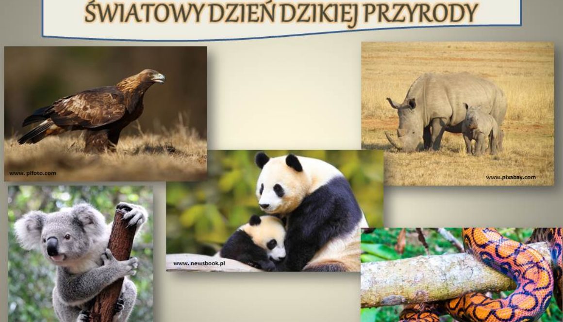 Światowy Dzień Dziekiej Przyrody